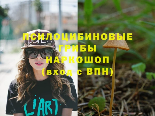 крисы Корсаков