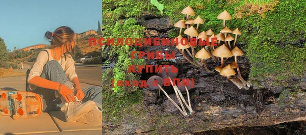 крисы Корсаков